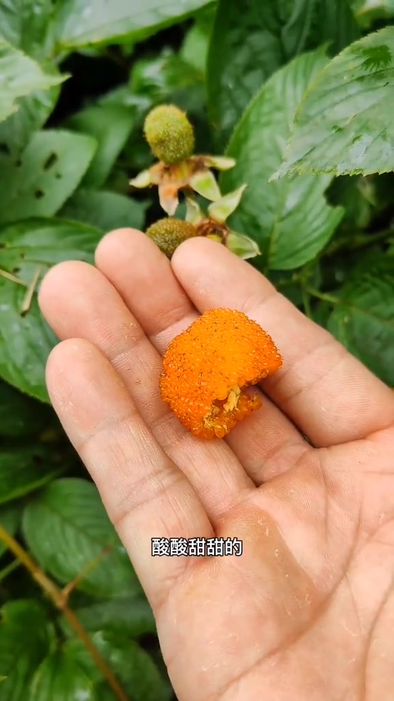 六月泡成熟了,也叫黄泡,酸酸甜甜的你们吃过没?