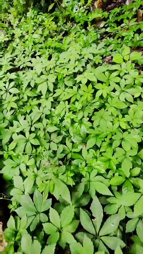 绞股蓝九叶绞股蓝很稀少你们见过吗可以泡茶喝绞股蓝七叶绞股蓝九叶