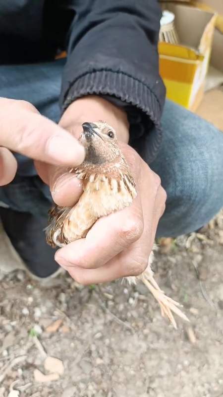 黑嘴红胡子斗坏了牛犊子 我的乡村生活 返乡创业青年 鹌鹑 记录养殖