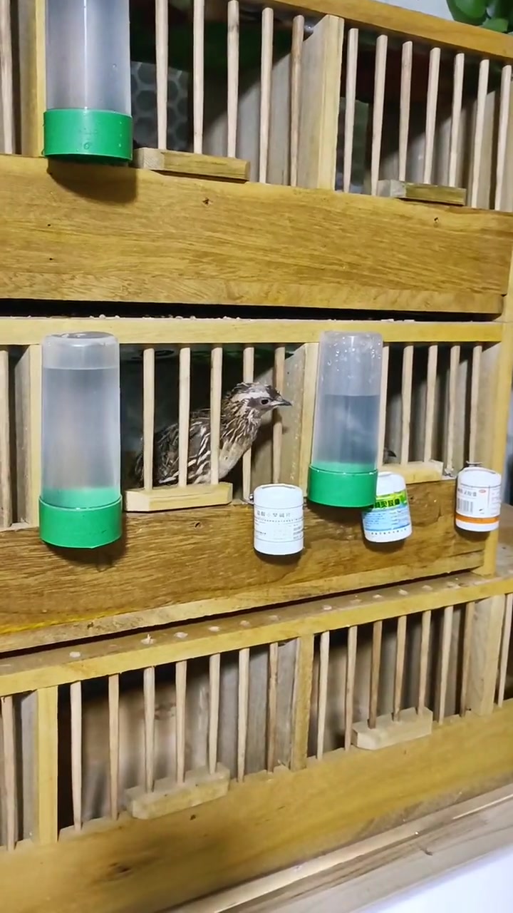 棒打鸳鸯,没错,我就是让它两个看到而互相得不到彼此 鹌鹑 爱尔不得