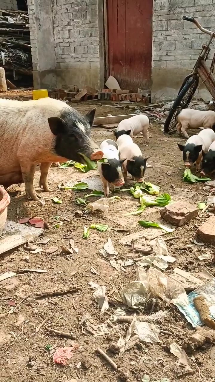 小香猪要喂的抱走吧返乡创业青年我的乡村生活新农人计划2022农村生活