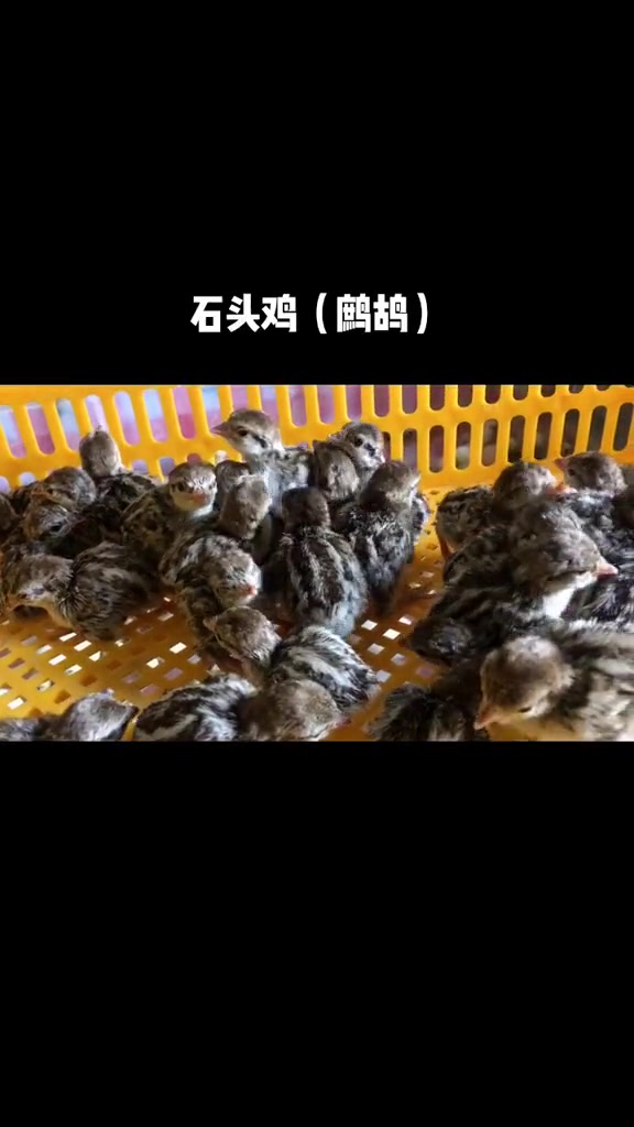 鹧鸪宝宝出壳了 鹧鸪 石头鸡 小鸡