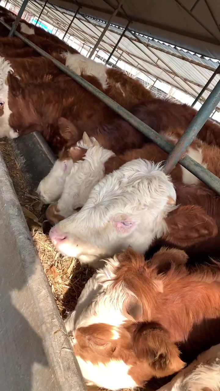 育肥肉牛犊肉牛养殖养牛场小牛犊肉牛养殖