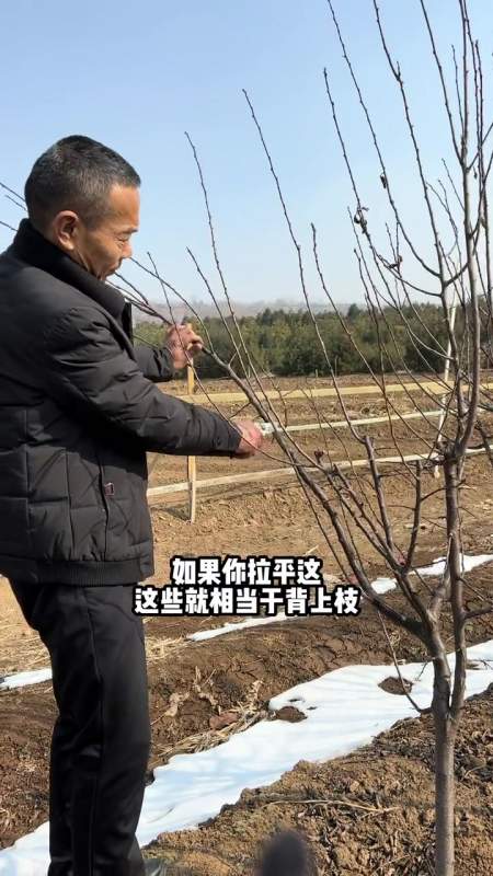 西梅李子树修剪技术讲解西梅