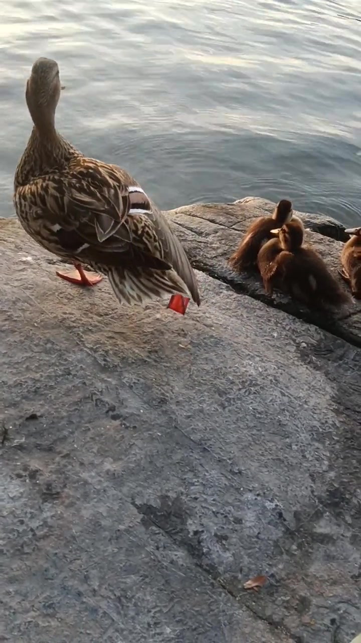 鸭妈妈带着鸭宝宝,水中游玩,上岸后,整理羽毛的精彩-度小视