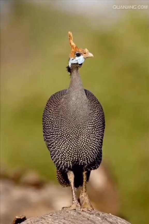 鸡 珍珠鸡 动物 会飞 实力与颜值并存,每天一惊一乍的-度小视