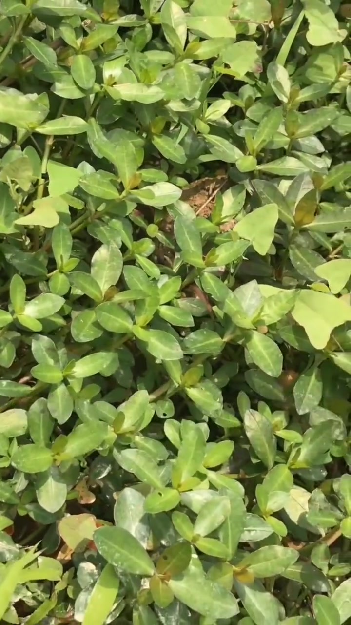 水花生要si根彻底,用对药剂很重要-度小视