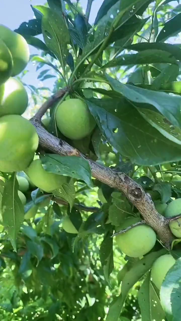 阿坝州茂县水果之乡的李子熟了-度小视