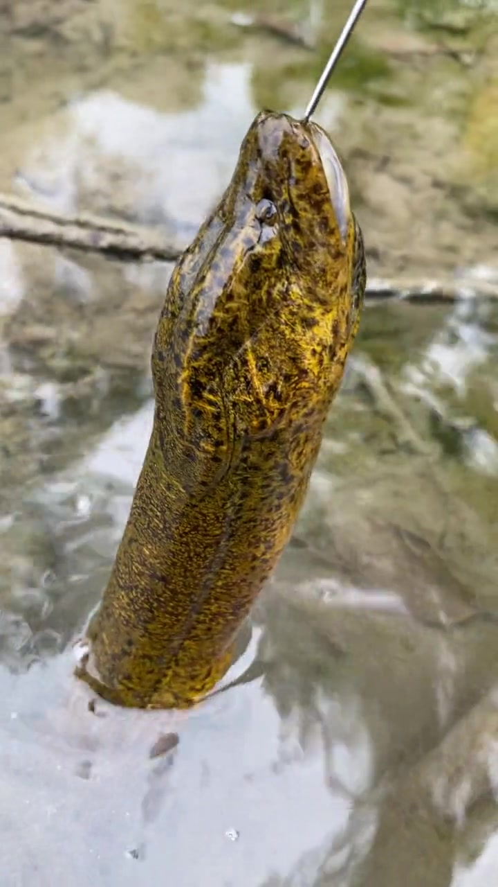 线钩钓鳝鱼简单.中钩跑货少 钓鳝 户外抓鳝鱼 钓鳝