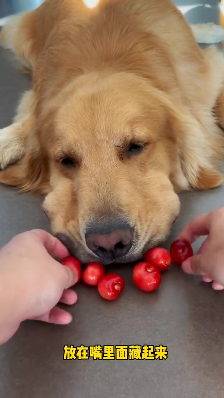 夏天好玩吗 可爱的小金毛 金毛蛋黄 家有萌宠金毛
