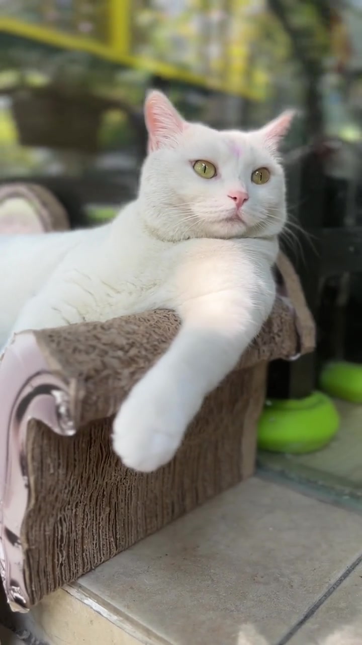 白猫高冷猫我家猫主子我的毛孩子能治愈一切不快乐瞧这小眼神