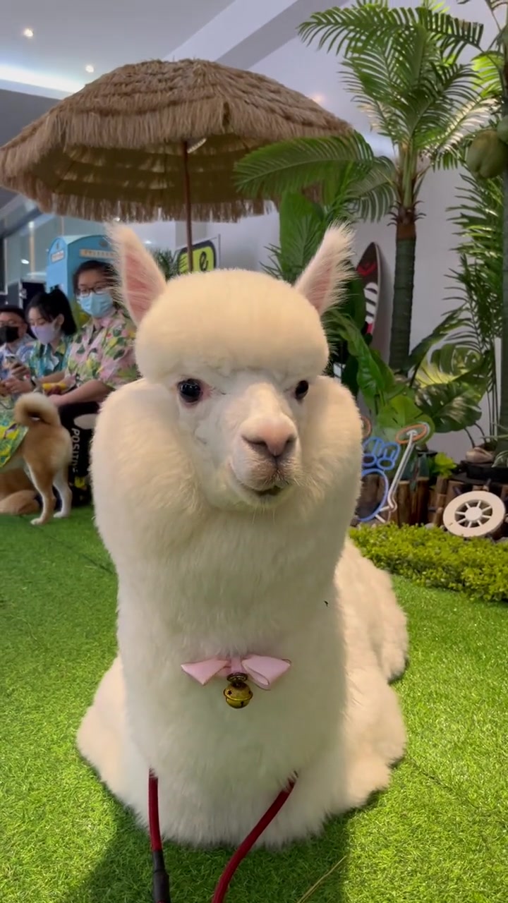 羊驼的整体造型就是按照它小时候剪得