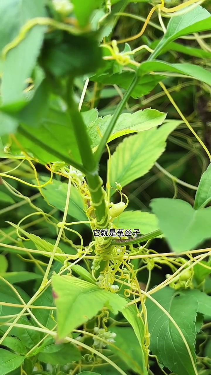 菟丝子又名黄金藤.西瓜知识