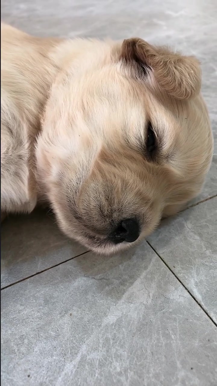 这真的是困成狗啦萌宠 金毛