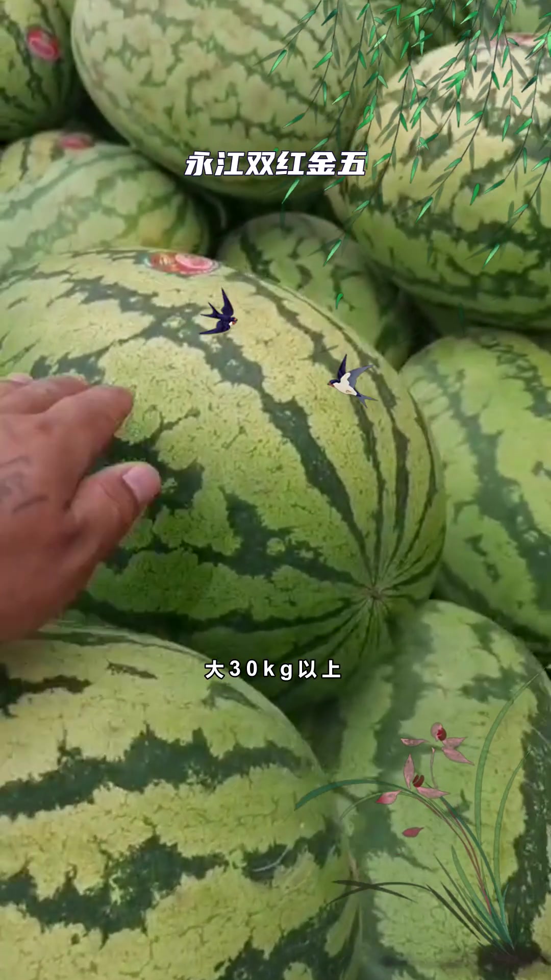 双红金五西瓜种子特征特性:为金城5类西瓜的换代品种,正宗红金城,瓜个