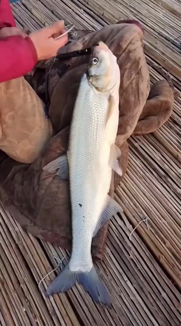 白捡一条大翘嘴钓鱼钓鱼人是钓鱼人野钓