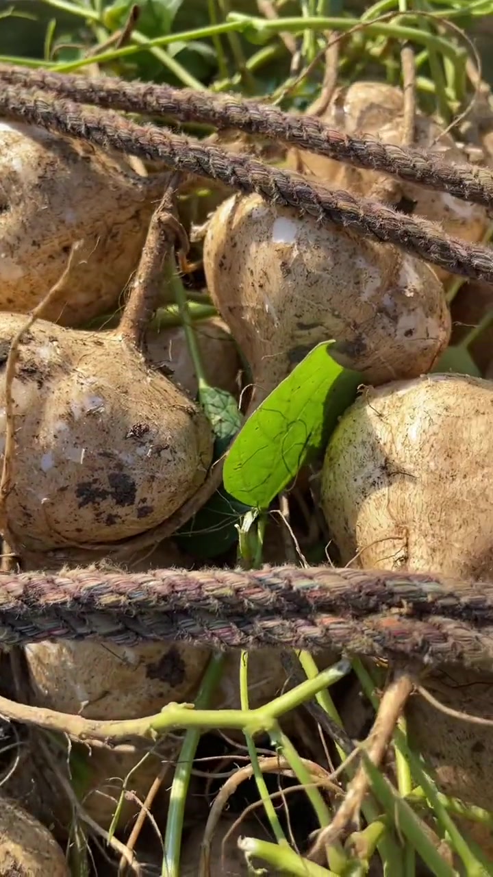 贵州地萝卜优质农产品大山里的原生态