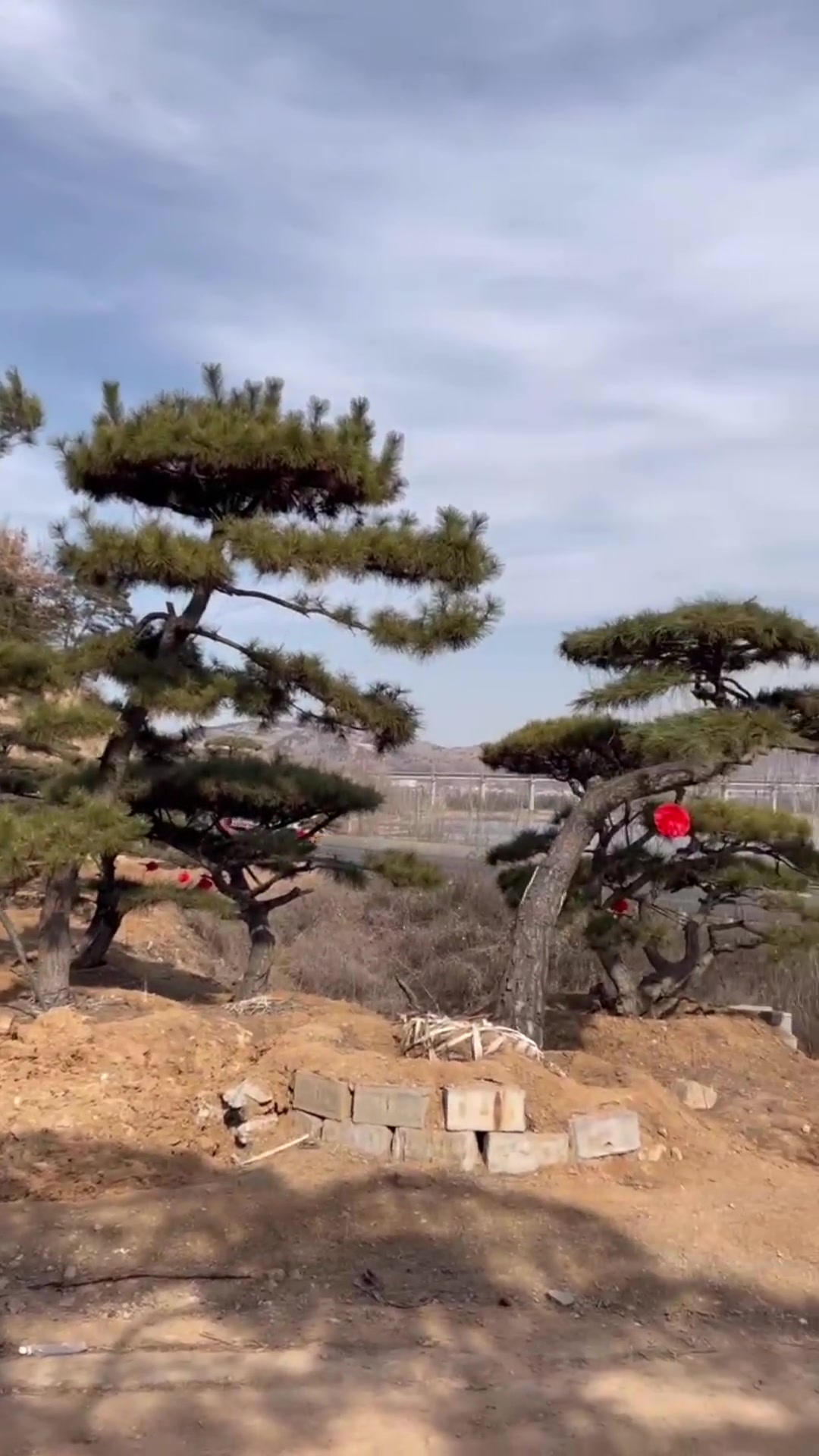 造型黑松基地
