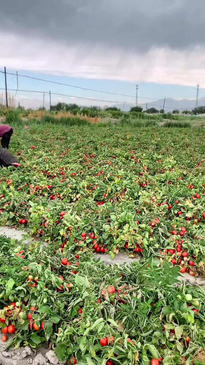 三农优质农产品,大丰收