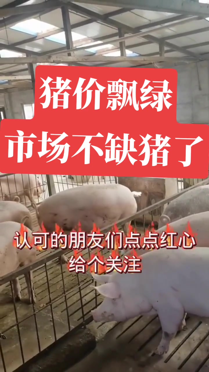 百姓自繁自养养猪人加油干三农养猪人