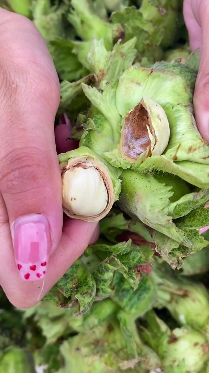 优质产品,青皮水仁大榛子