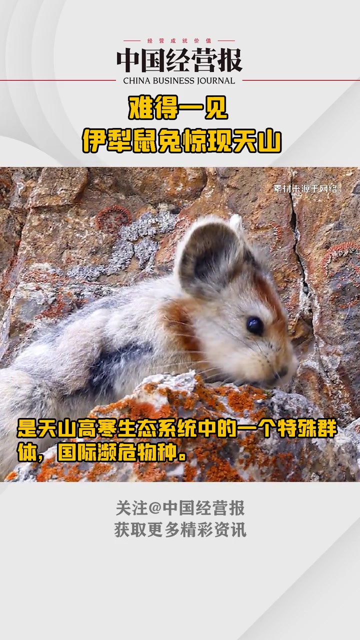 难得一见!伊犁鼠兔惊现天山 这种新疆特有物种像兔又像鼠