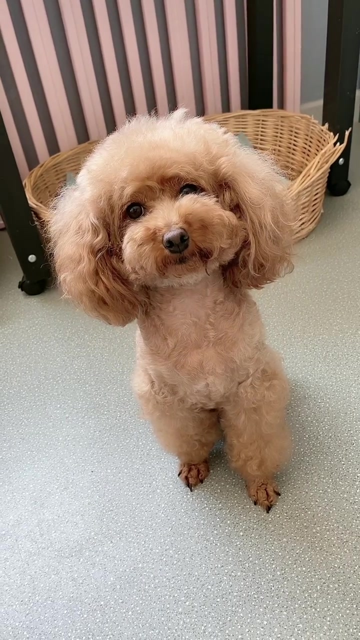 狗哈尼舍不得吃把奖励的肉干非要给孩子吃,哈尼好有母爱7815-度小