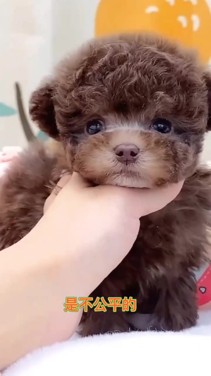 狗泰迪的话嘴越短体型越小,比例最好是1比6-度小视