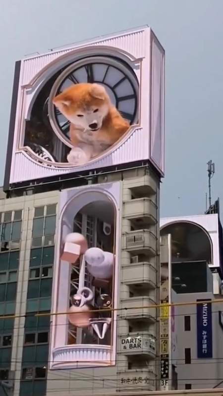 狗涩谷报时的秋田犬好可爱 晕咯!太可爱了-度小视