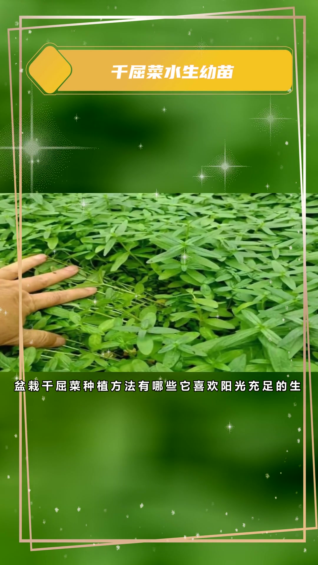 千屈菜幼苗种植