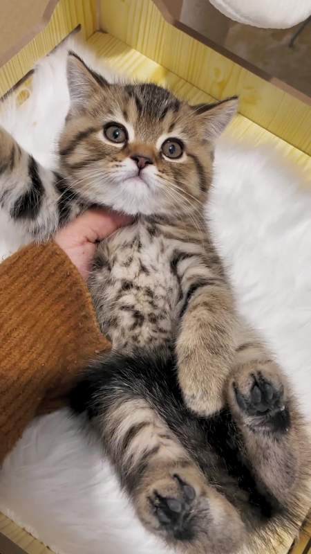 新手看过来 美短虎斑猫 猫 萌宠