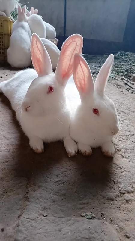 它们两个感情好,不用吃饭了 可爱呆萌的小兔子-度小视