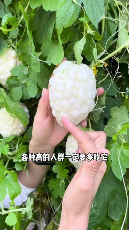 苦瓜不苦还能当水果吃!-度小视