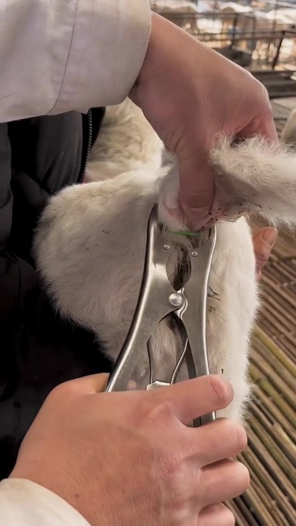 羔羊断尾全部流程 三农助农养殖