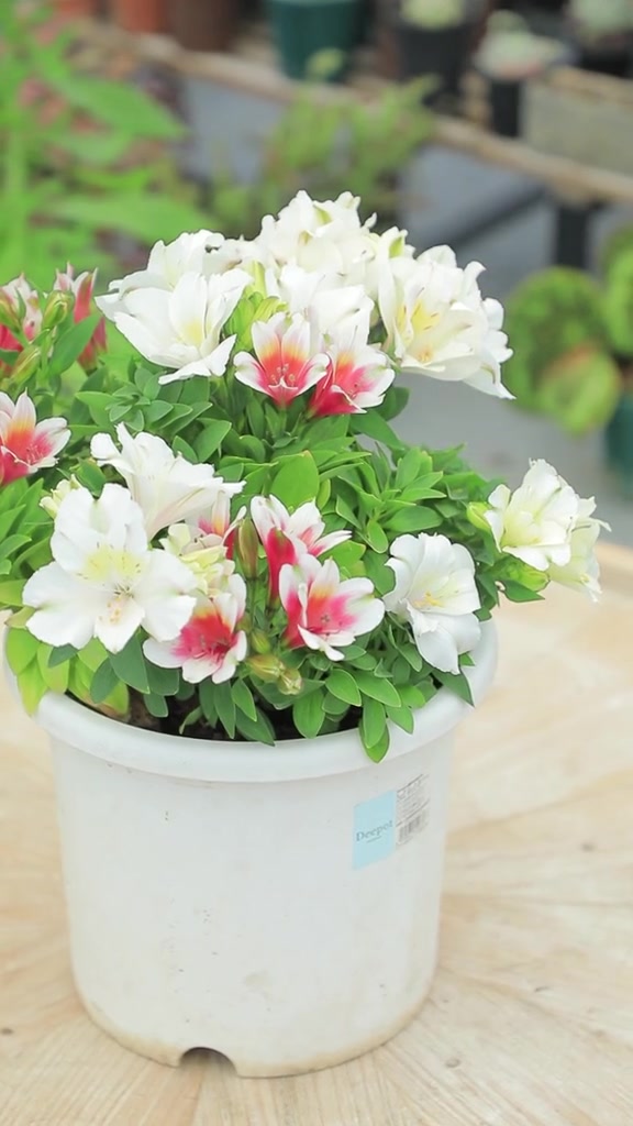 盆栽六出花 花卉绿植