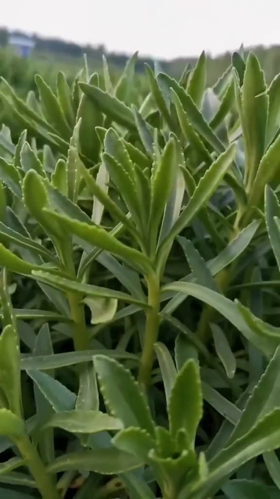 高钙养心菜特别适合老人孩子吃-度小视