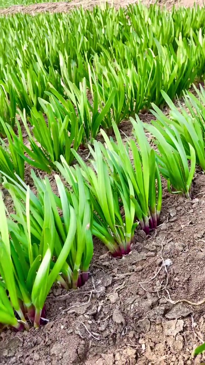 根状苗粗韭菜根插土里浇上水20天吃韭菜
