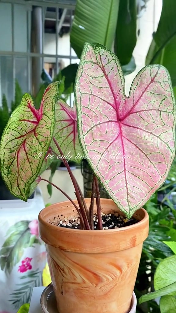 这么美的彩叶芋你们喜欢吗 彩叶芋