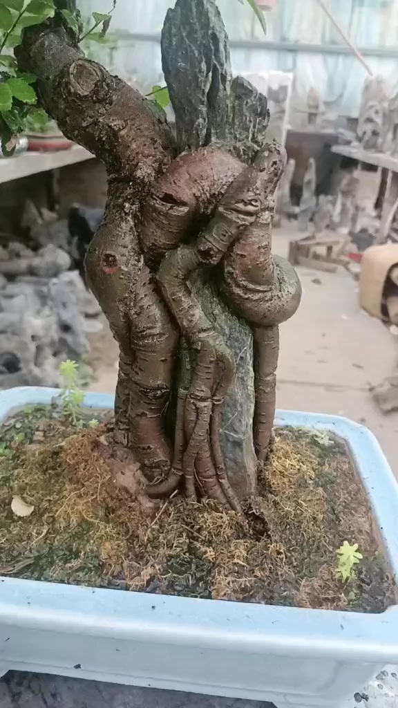 抱石榆,一花一草一世界 老桩盆景