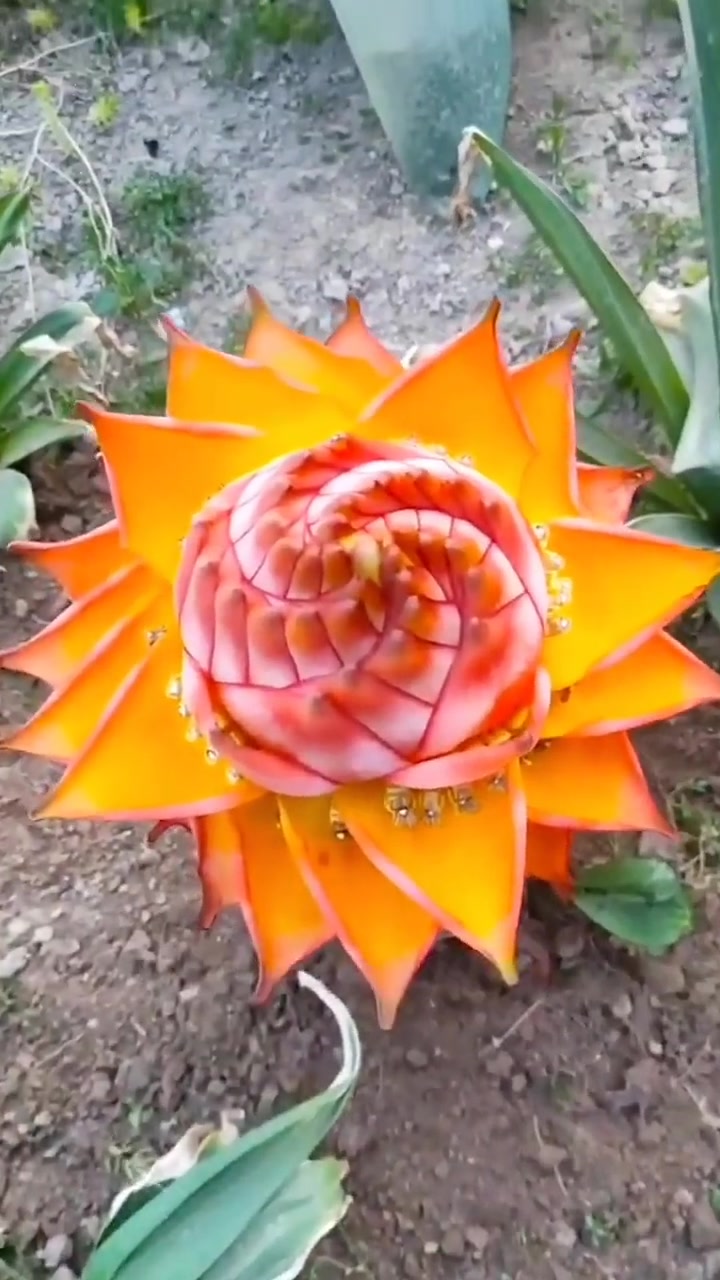 爱生活爱养花 花卉绿植 室内盆栽 地涌金莲