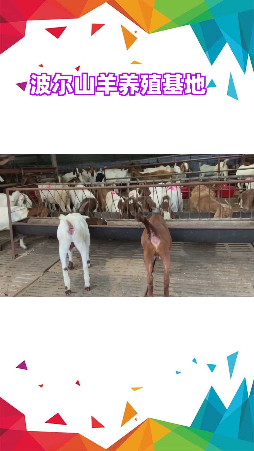 波尔山羊小羊羔的详细介绍