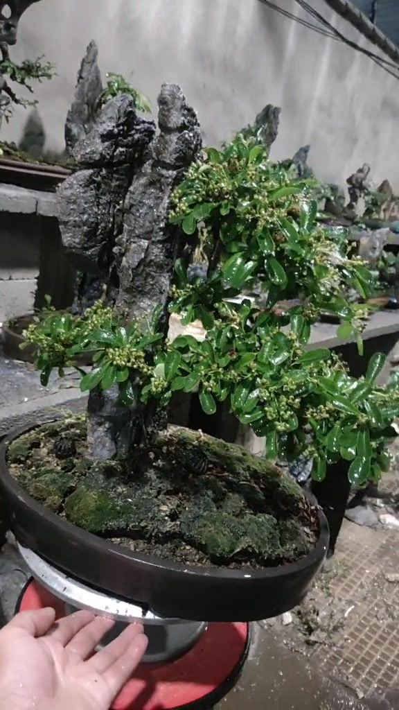 杆附石火棘盆景