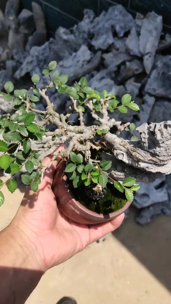 附石盆景开槽附石