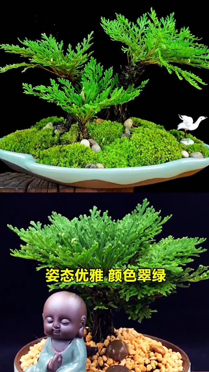 九死还魂草 又叫 卷柏,遇水就活,有水就开