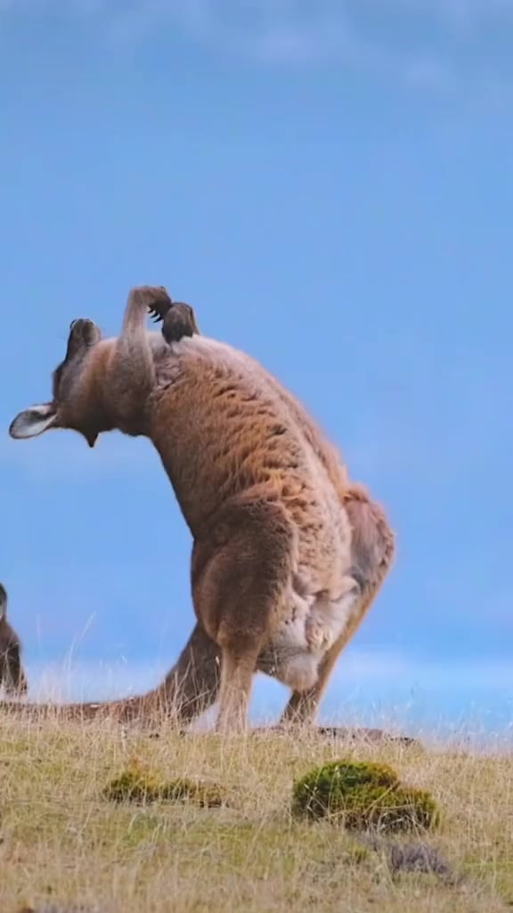 三步完成袋鼠摇手小动画,相信你已经学废了