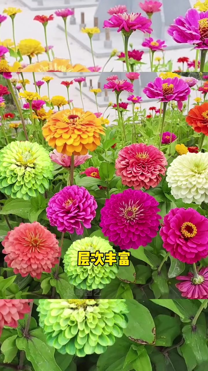 百日草 又叫步步高,花期长,颜色多,阳台院子都能种 花海