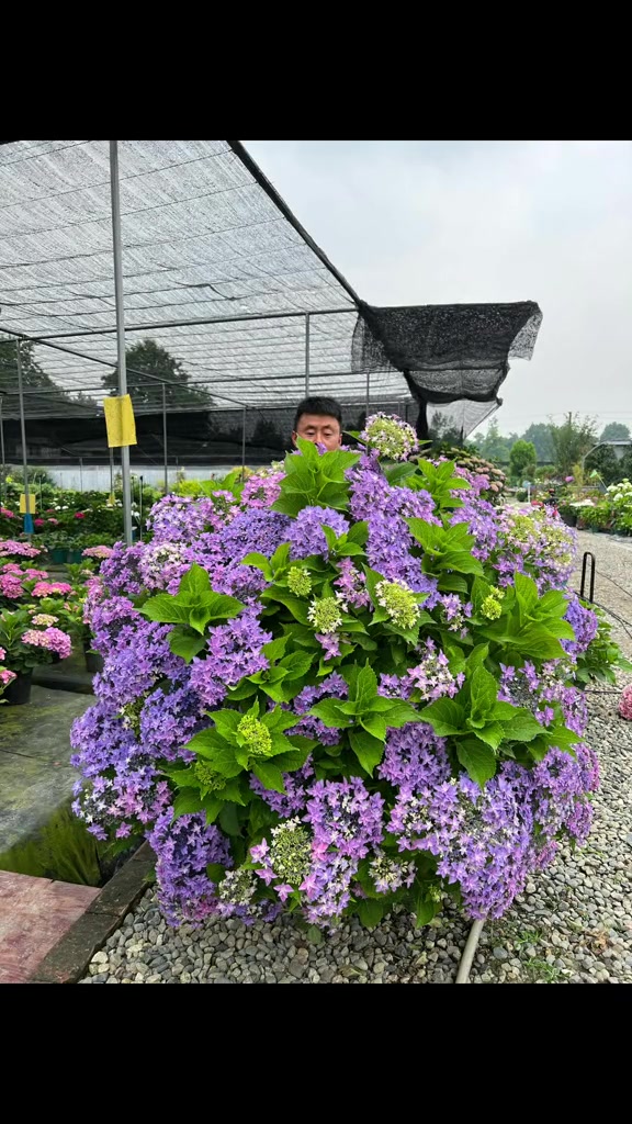 绣球天书 绣球花