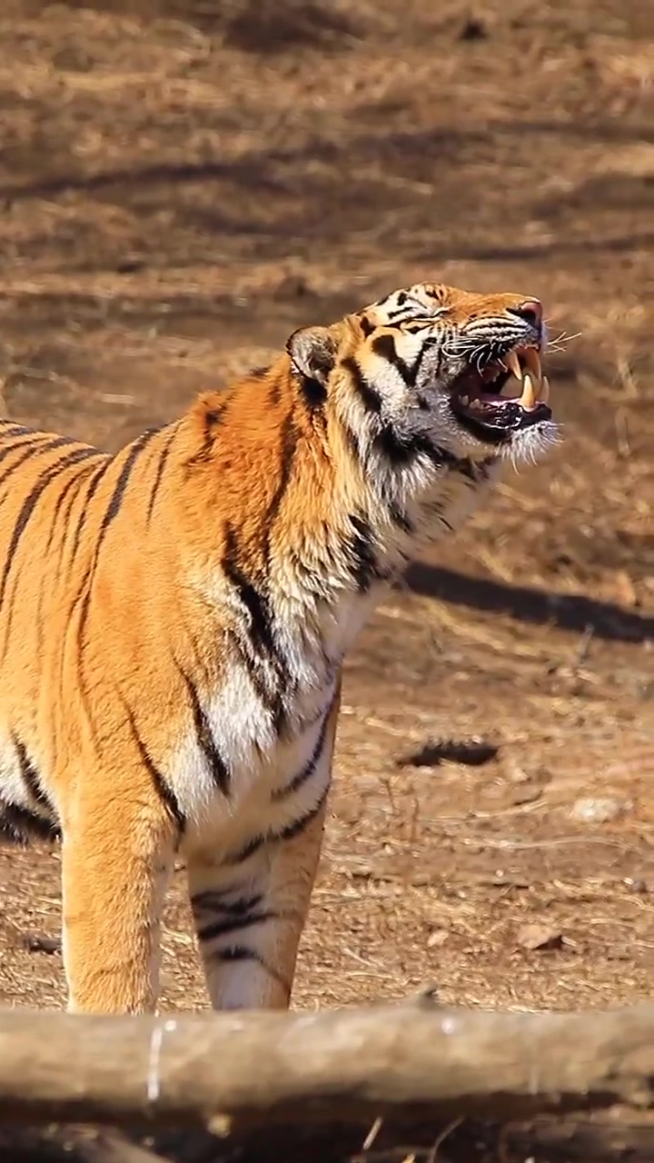 纯纯的笑面虎 东北虎 生态摄影 野生动物摄影-度小视