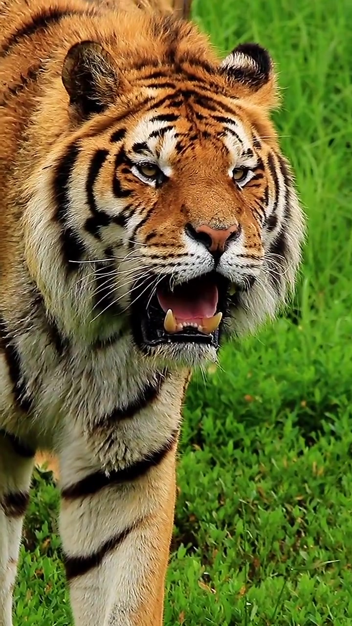 丛林王者 东北虎 野生动物摄影 长焦摄影-度小视