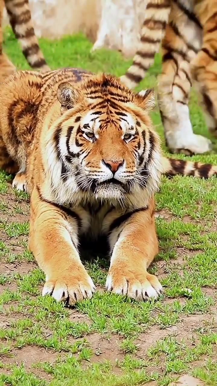 流口水的大猫 东北虎 长焦摄影 野生动物摄影